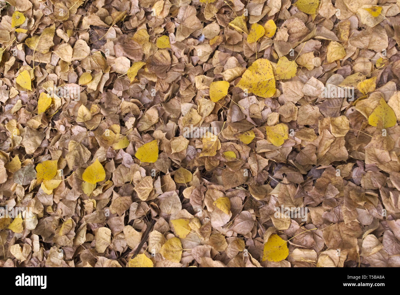 L'automne les feuilles tombées au sol dans la forêt. Banque D'Images