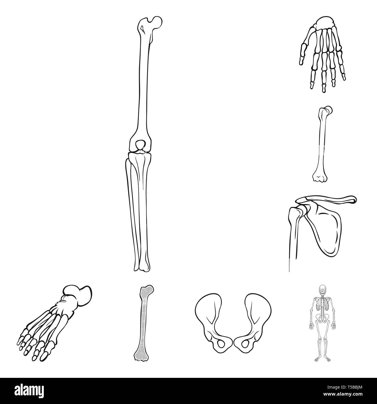 Genou,poignet,fémur,foot,hip,appareil locomoteur,joints,occasion,casse,bassin,cheville,scientifique,bras osseux,,tibia,avant-pied,chirurgie,jambe,squelettique,carpe,DE,panneaux,fracture du péroné,sain,santé,système,les pieds plats,linstallation,body,médecine, biologie médicale,clinique,os,squelette,anatomie,des,organes,,set,icône,,illustration,collection,isolé,design,graphisme,élément signe,ligne,plan,vecteurs vecteur , Illustration de Vecteur