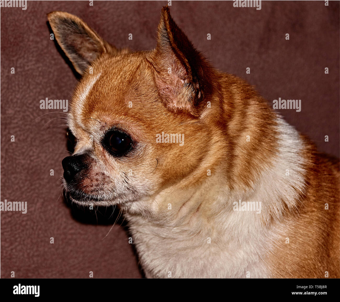 Profil du chien sur un fond noir. Un chien de la race Chihuahua. À poil  lisse, rouge. Il regarde vers la gauche. Vous pouvez voir la tête, les  oreilles, les yeux Photo