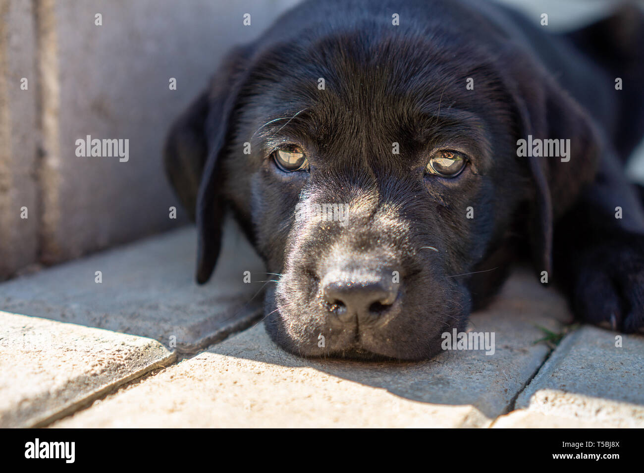 Close up noir chiot labrador pose face Banque D'Images