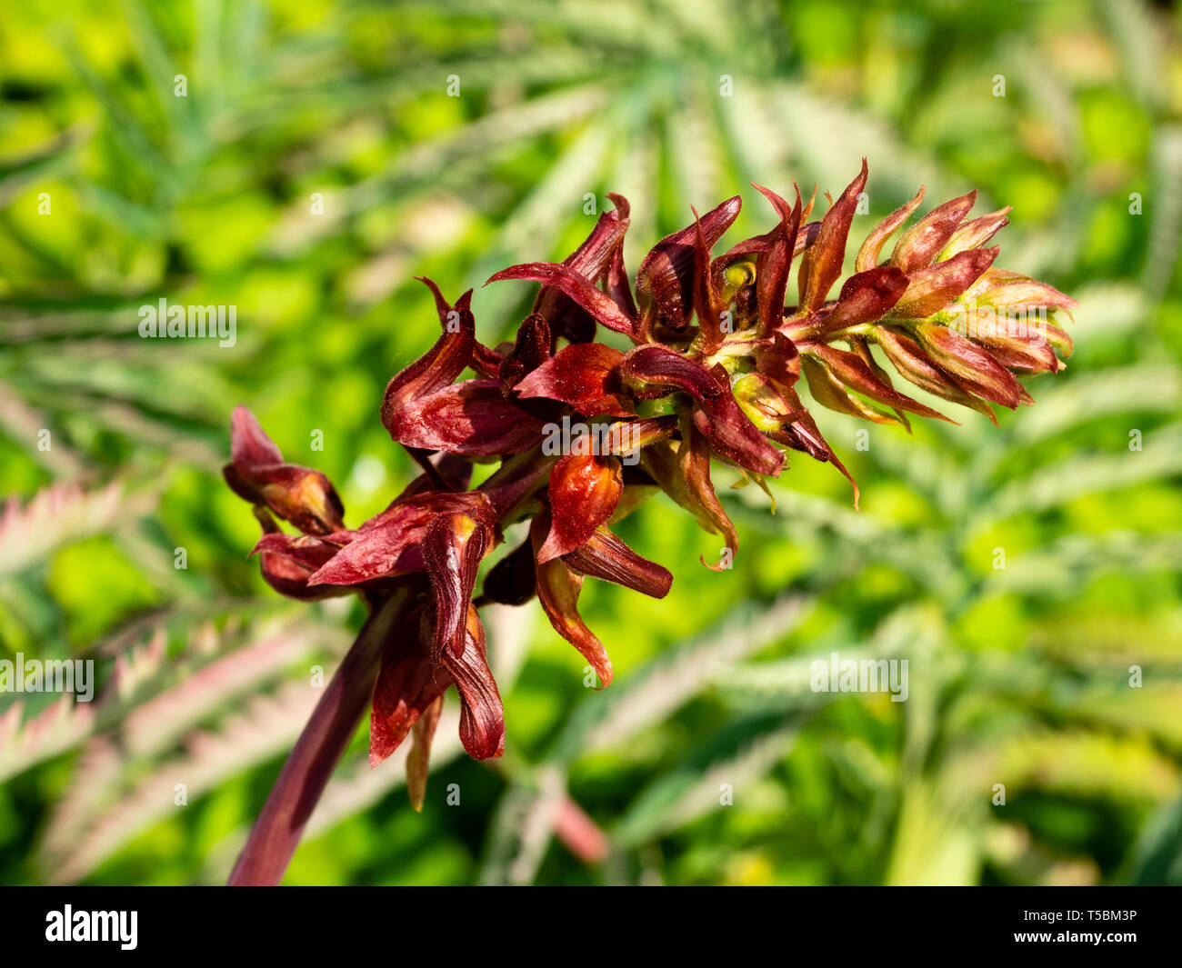 De couleur brun-rouge, fleur du printemps en fleurs, la moitié hardy, jardin exotique, plantes Melianthus major Banque D'Images