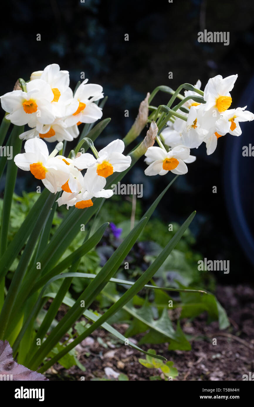 Pétales blanc pur et une tasse de l'orange, odorante floraison de printemps multi dirigé, Hardy, ampoule 'Narcissus tazetta Cragford' Banque D'Images