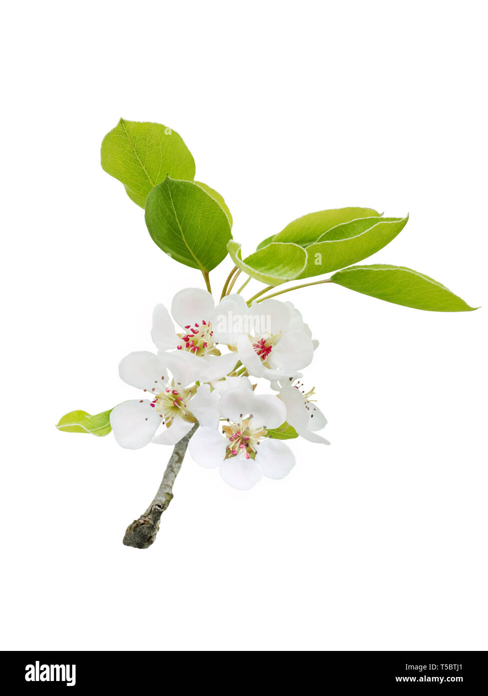 Fleurs de pommier avec des feuilles isolées sur fond blanc. Banque D'Images