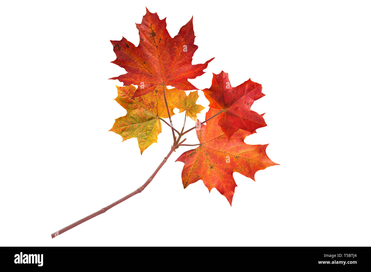 La direction générale de l'érable du Canada avec l'automne feuilles rouges isolated on white Banque D'Images
