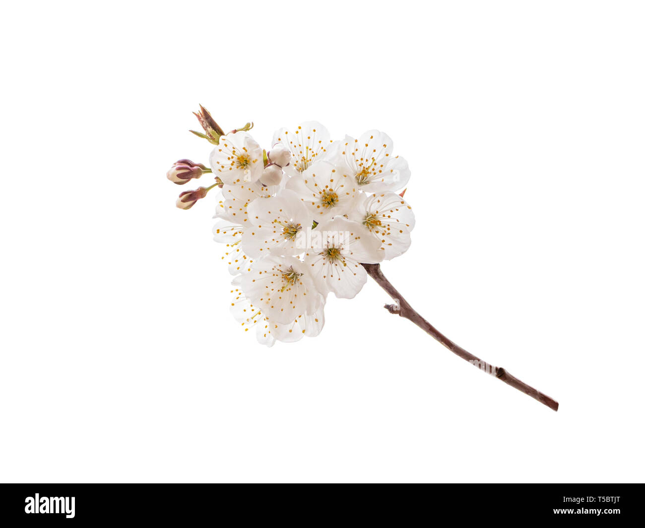 Cherry Tree spring branch avec des fleurs blanches. Sakura blossom isolé sur blanc. Banque D'Images