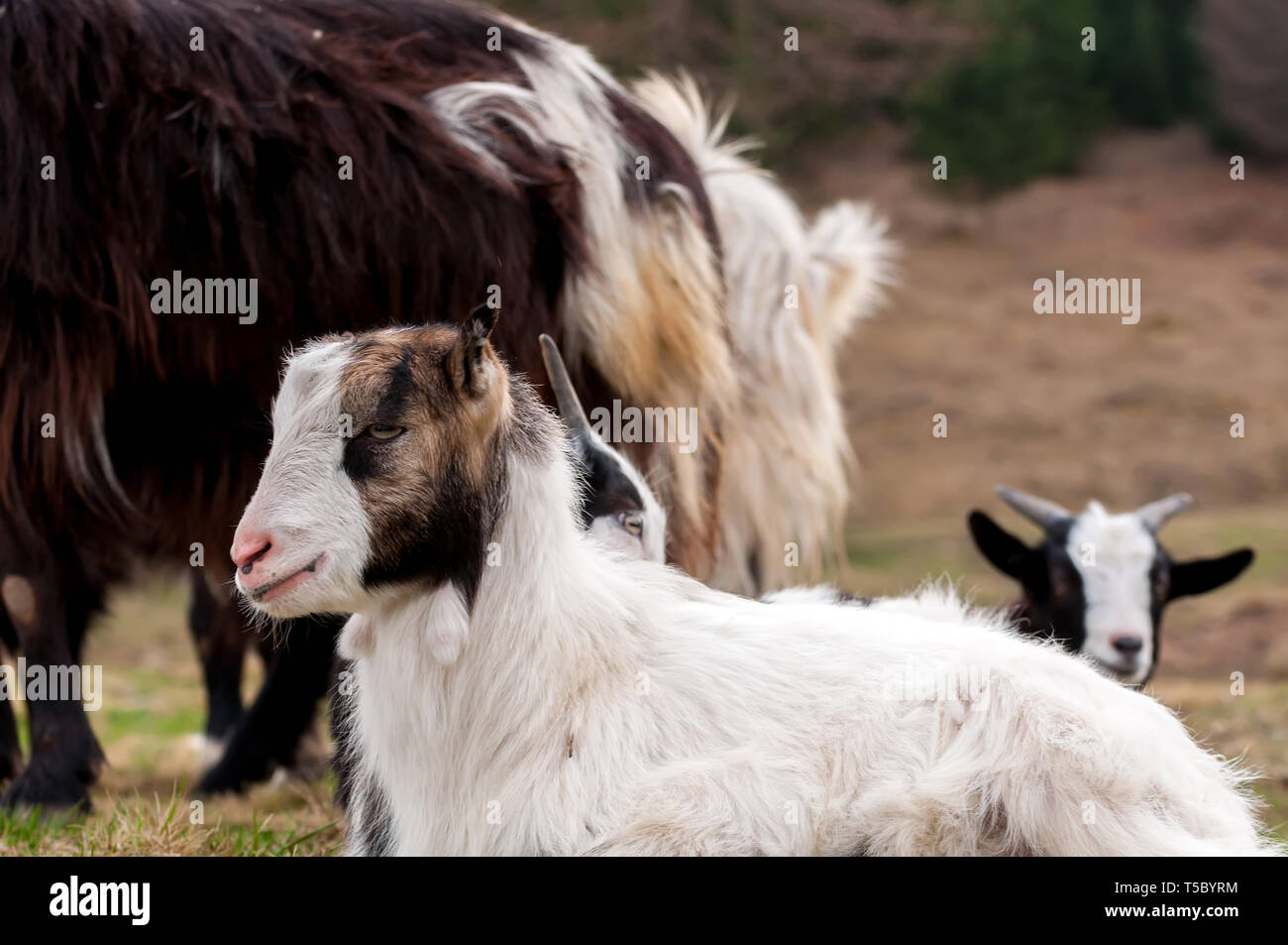 Portrait of a cute jeune petite chèvre sur un champ de la Transylvanie, Roumanie sur une journée nuageuse. Banque D'Images