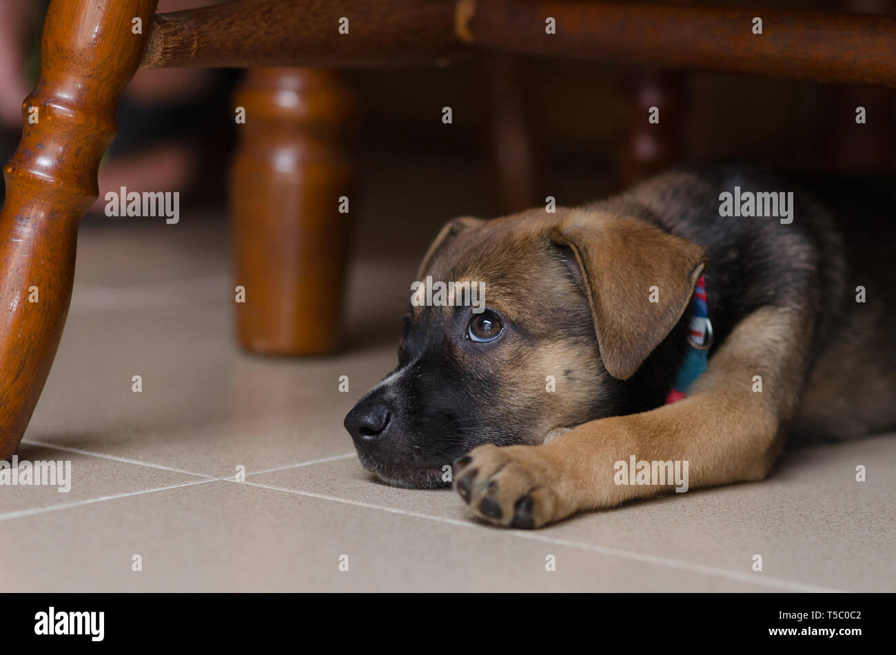 Chiot de 03 mois sous une présidence à haut de faire un visage, photo prise côté gauche, presque sans montrer l'autre côté, l'accent sur le visage. Banque D'Images
