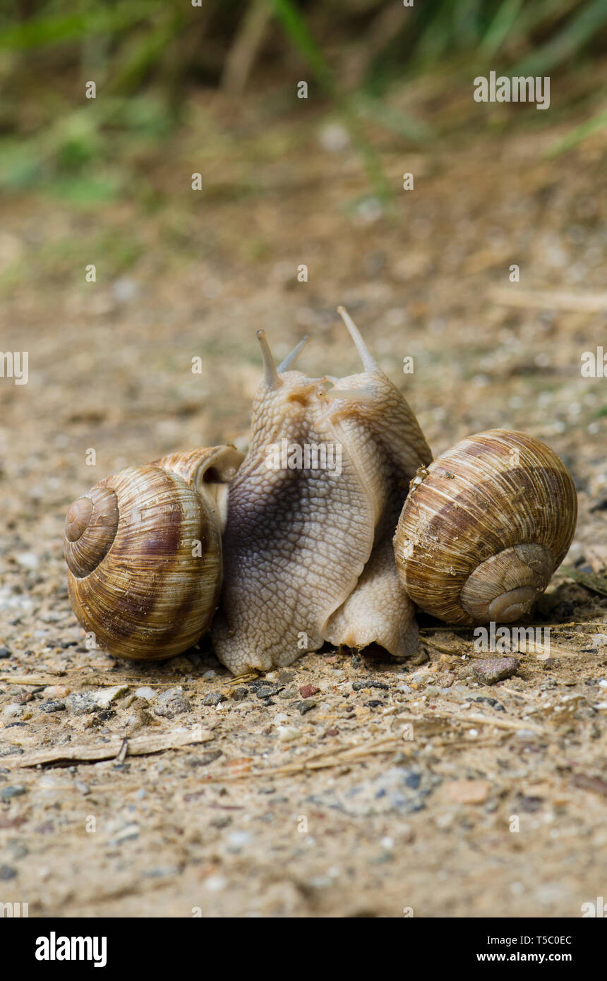 Escargot, romain, escargot de Bourgogne escargots Helix pomatia, escargot ou, l'accouplement au printemps, Limbourg, Pays-Bas. Banque D'Images