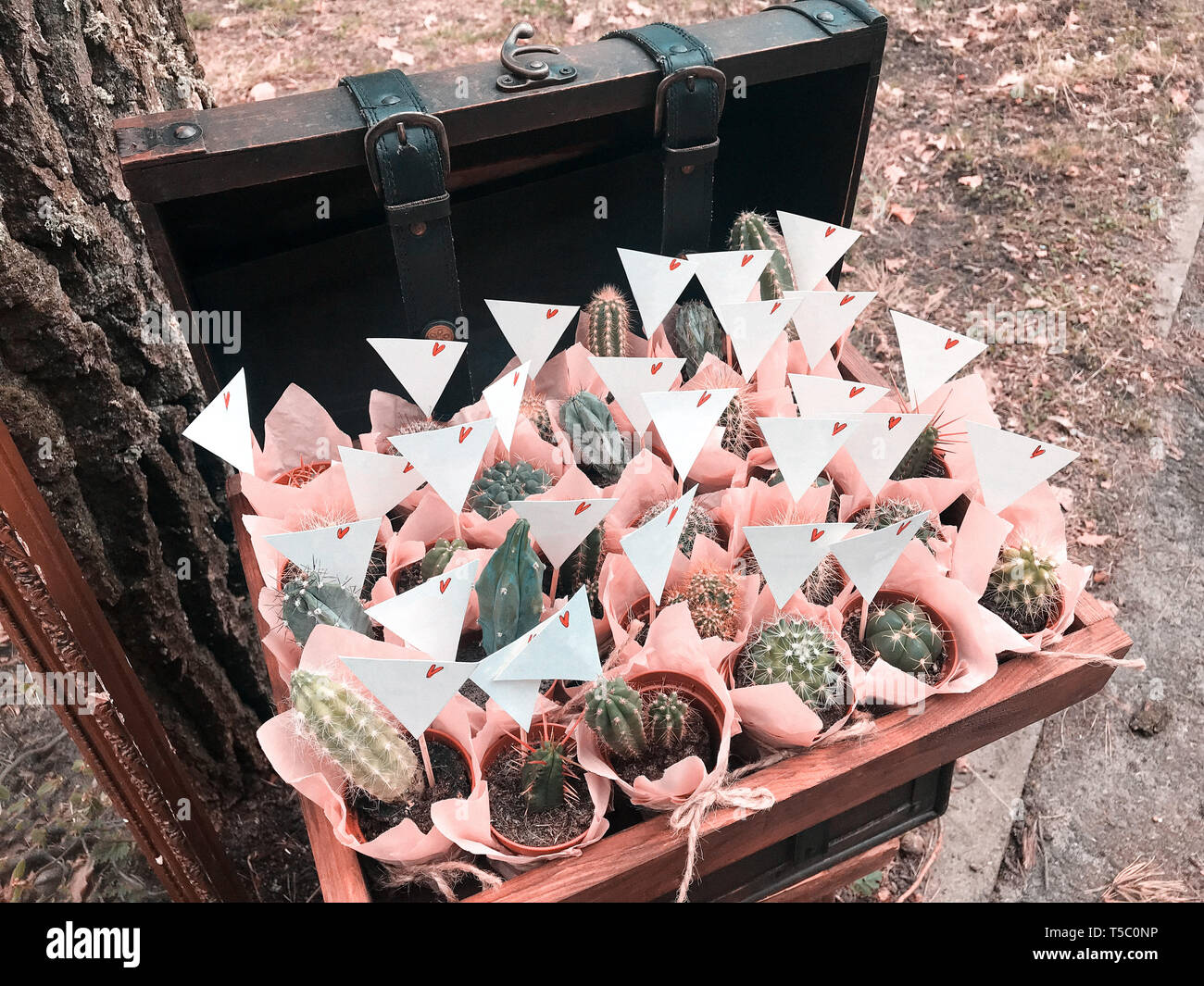 De nombreux petits cactus dans un bel emballage rose dans une boîte en bois de style rustique Banque D'Images