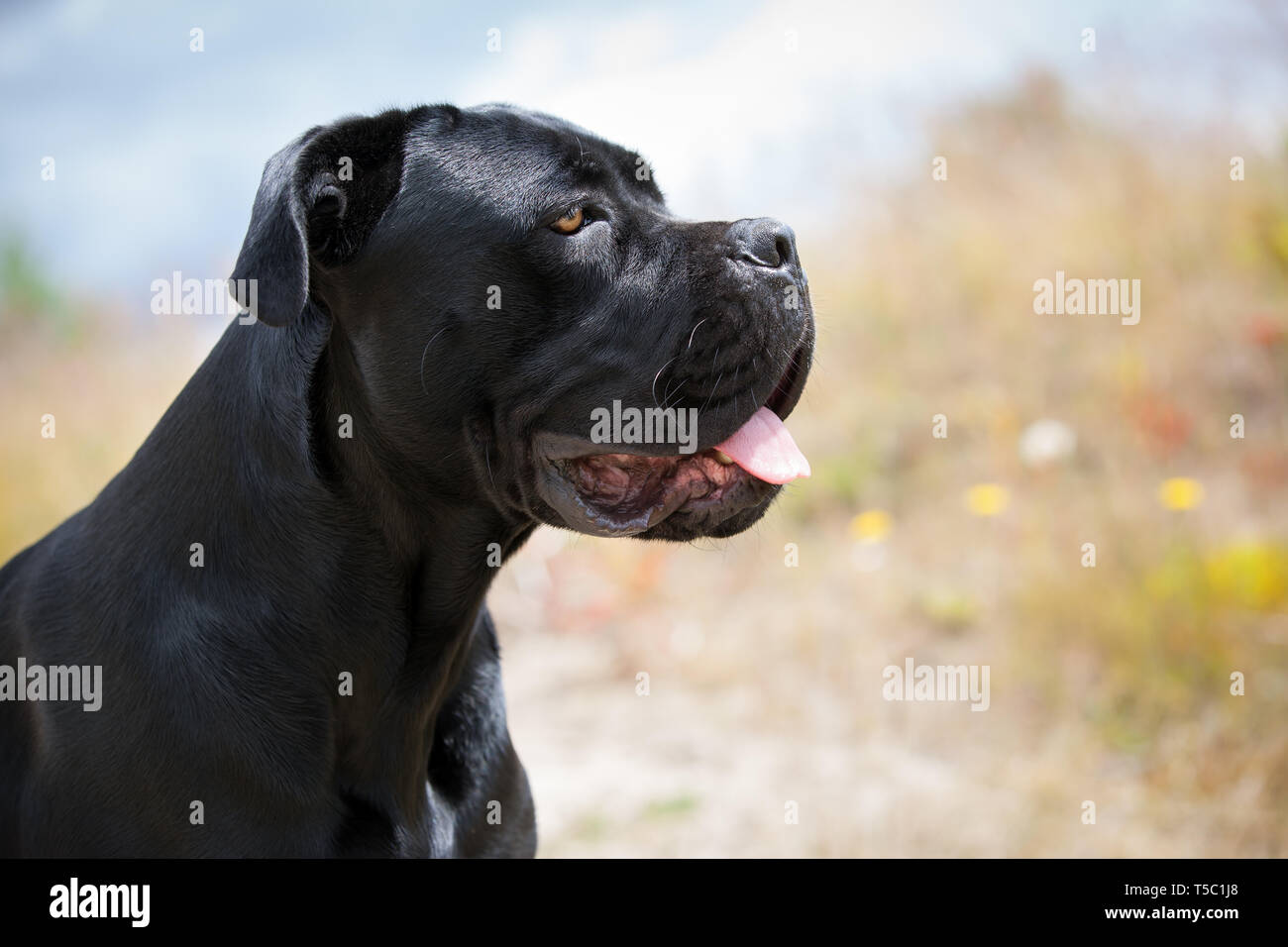 Portrait d'une jolie Cane Corso, chien de mastiff italien à la lumière d'arrière-plan flou Banque D'Images
