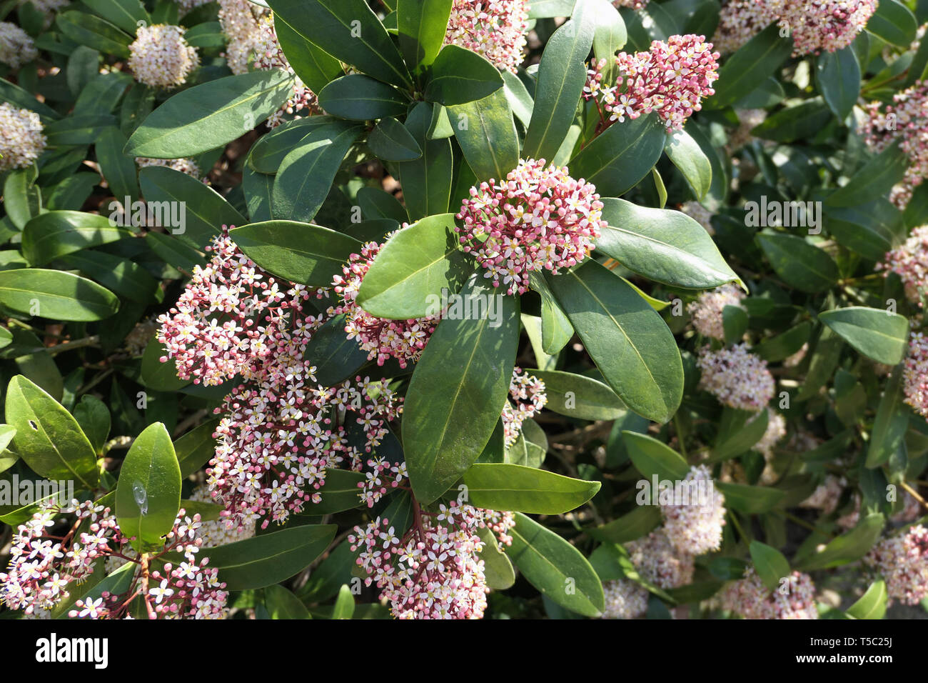 Skimmia japonica bush en fleur au printemps. Banque D'Images