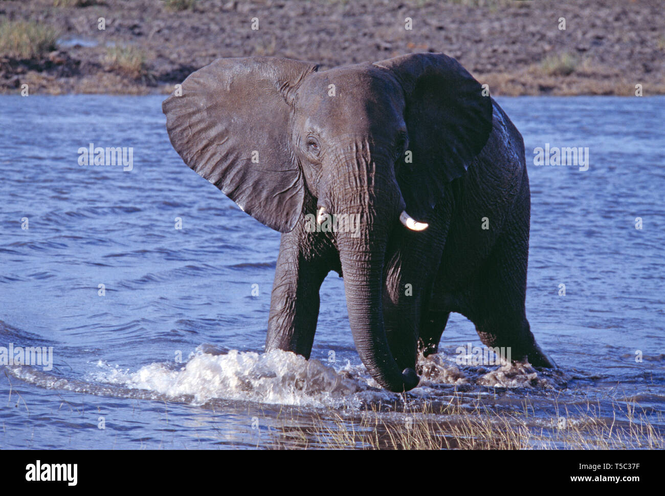 Le Botswana. Réserve de gibier du Kalahari central. Bush de l'Afrique de l'éléphant. (Loxodonta africana) Banque D'Images