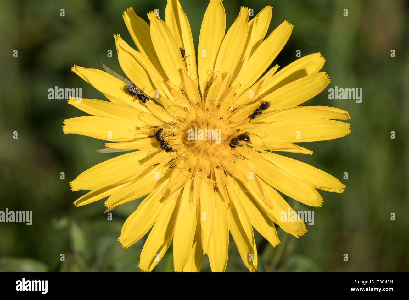 Bluete Wildbienen auf, les abeilles sauvages sur fleur Banque D'Images