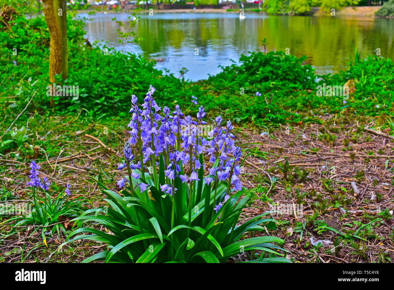 Un bouquet de jacinthes sauvages (Hyacinthoides non-scripta) croissant dans un cadre naturel en bordure de lac Roath Park, Cardiff, Pays de Galles du Sud Banque D'Images