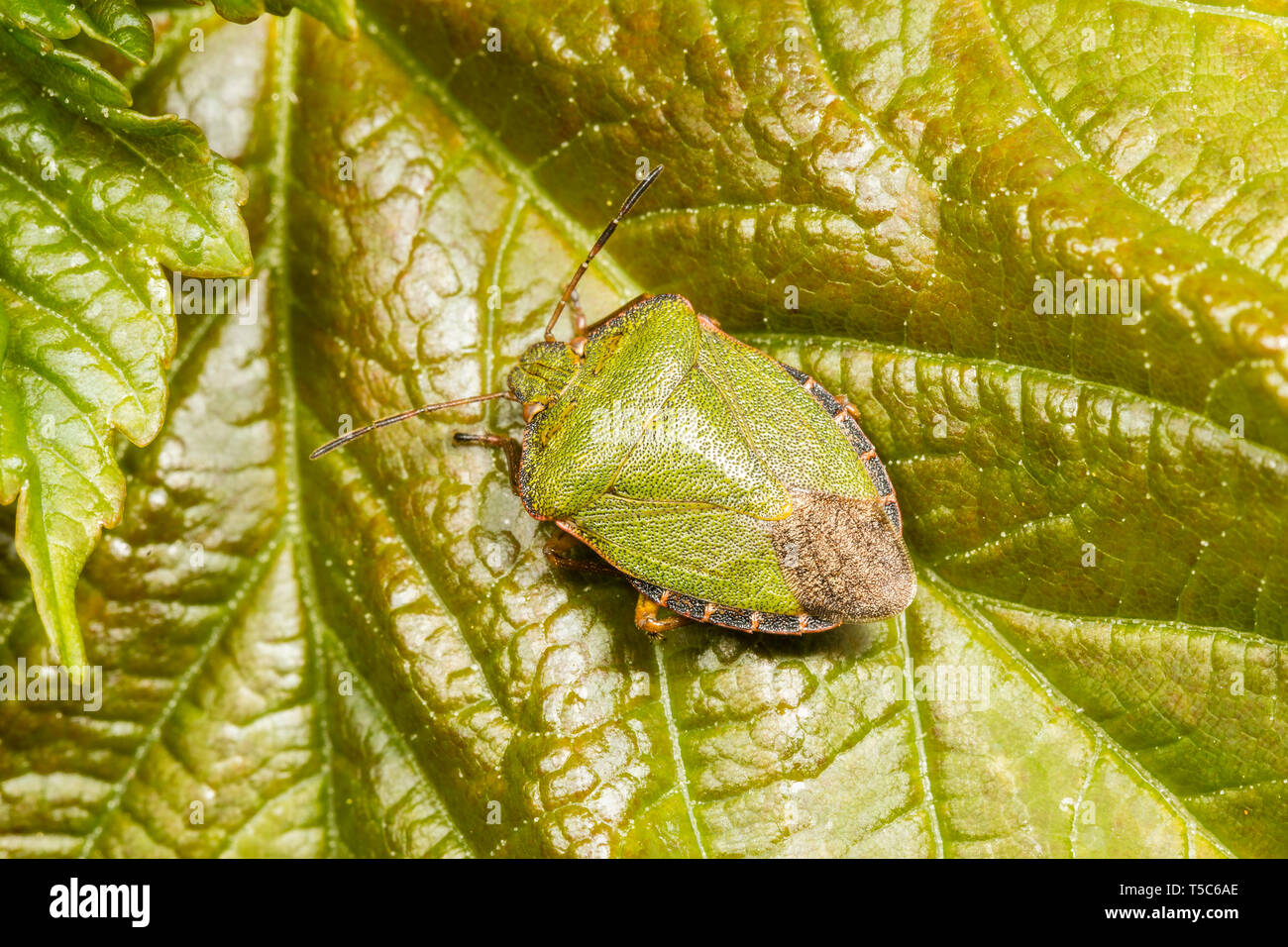 Shieldbug vert, Palomena prasina, Monmouthshire, Avril Banque D'Images