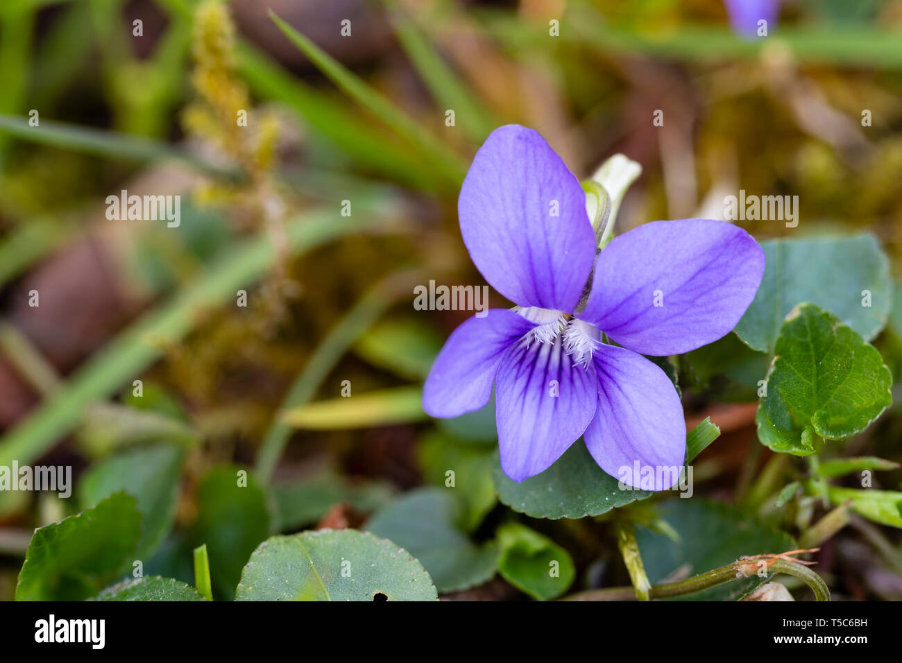 Chien commun Violette, Viola riviniana, grandissant dans l'gazon, Monmouthshire, Wales Banque D'Images