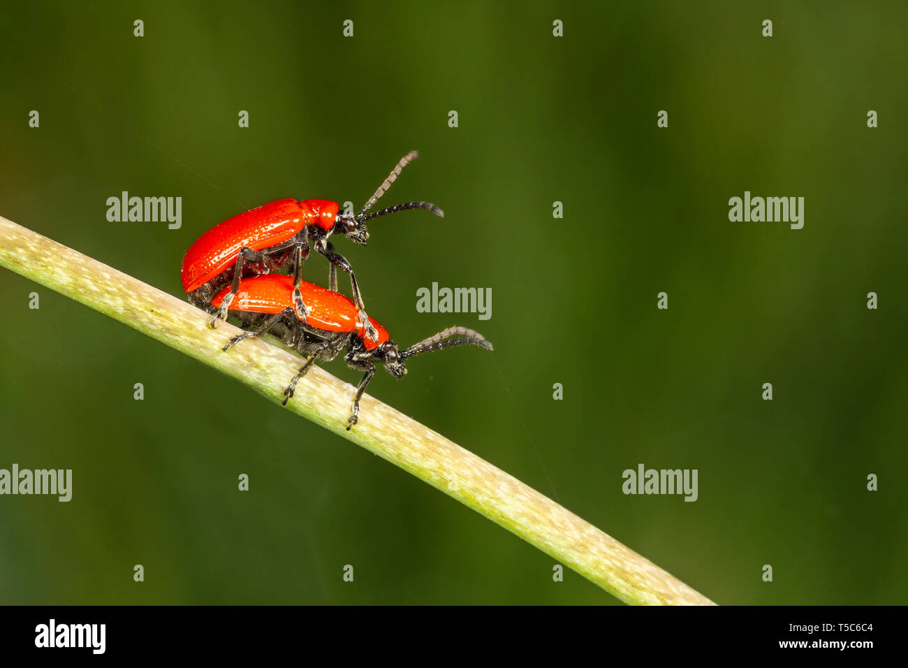 Lily Beetle, Lilioceris lilii, paire d'accouplement sur tige fritillary, Monmouthshire. Chrysomelidae Famille Banque D'Images