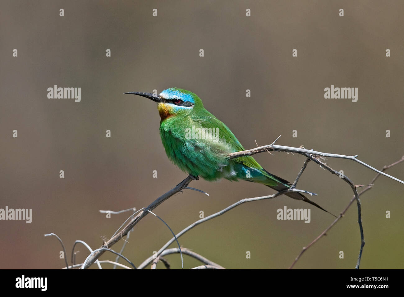 Blue-cheeked Bee-eater (Merops persicus) Banque D'Images