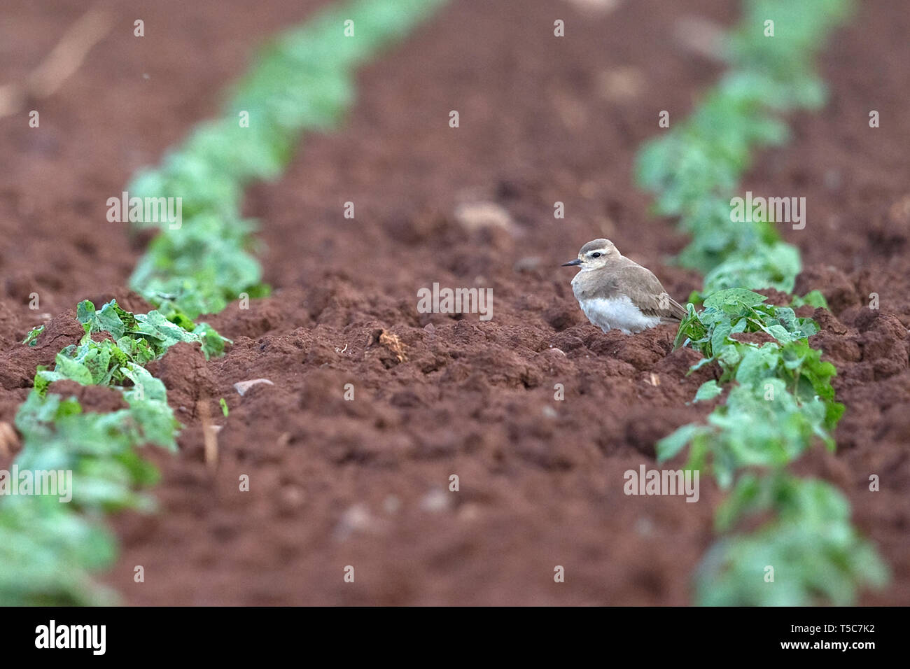 Caspian Plover (Charadrius asiaticus) Banque D'Images