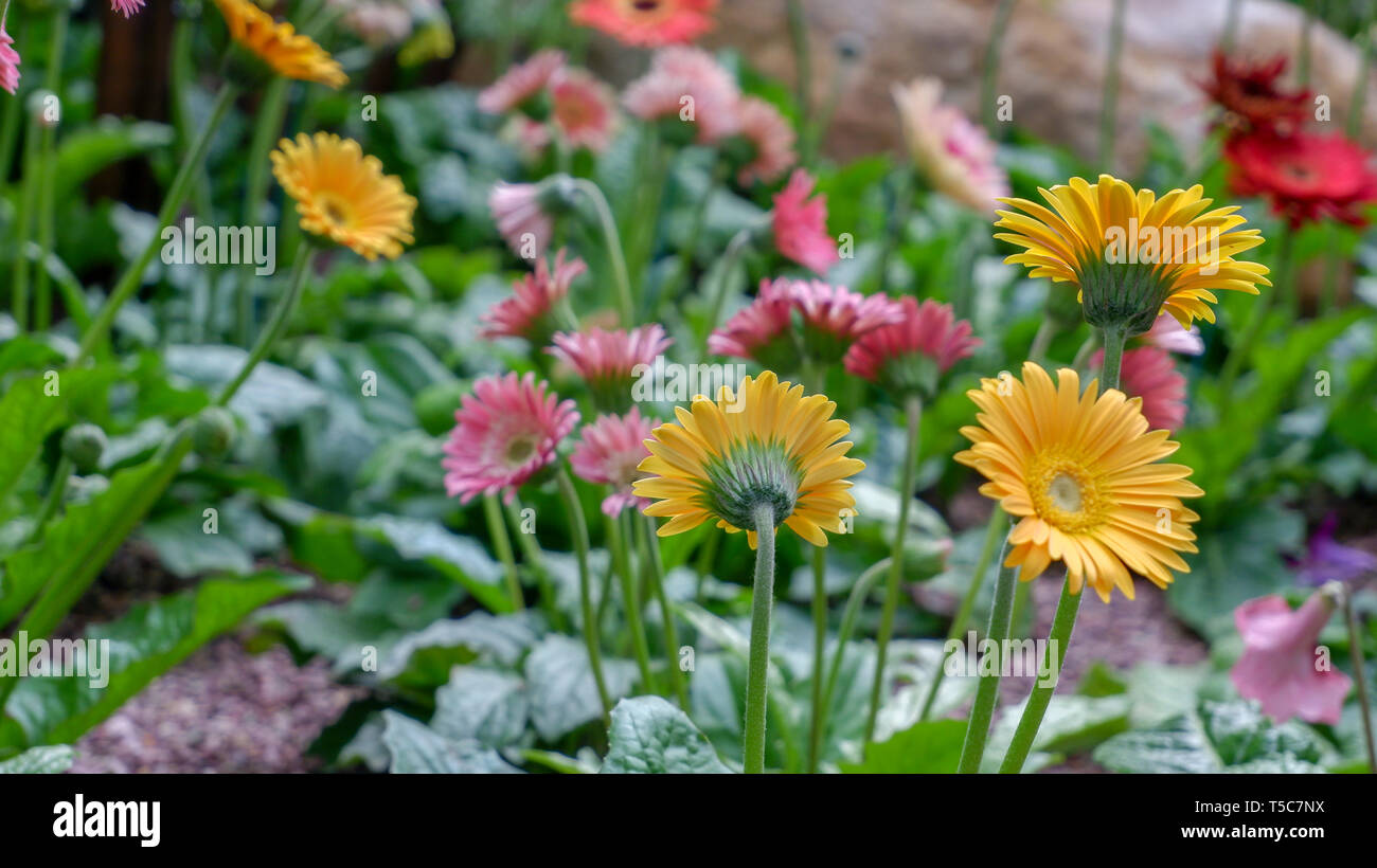 Au dôme de fleurs Daisy Garbera - Jardin de Singapour par La Baie Banque D'Images