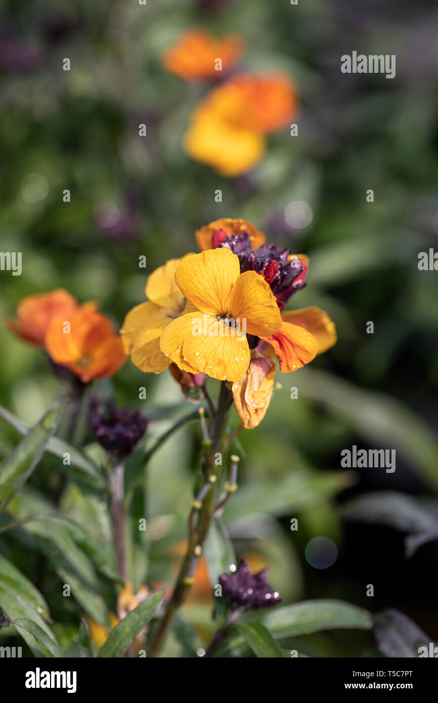 Gros plan d'Erysimum Apricot Delight - fleur murale pérenne - floraison dans un jardin anglais en avril, Angleterre, Royaume-Uni Banque D'Images