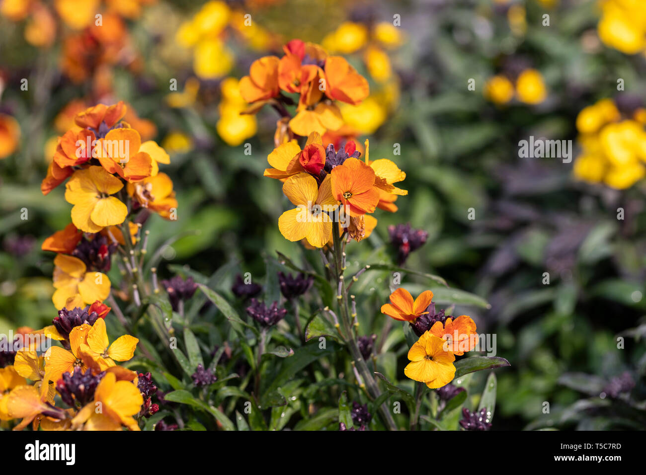 Gros plan d'Erysimum Apricot Delight - fleur murale pérenne - floraison dans un jardin anglais en avril, Angleterre, Royaume-Uni Banque D'Images