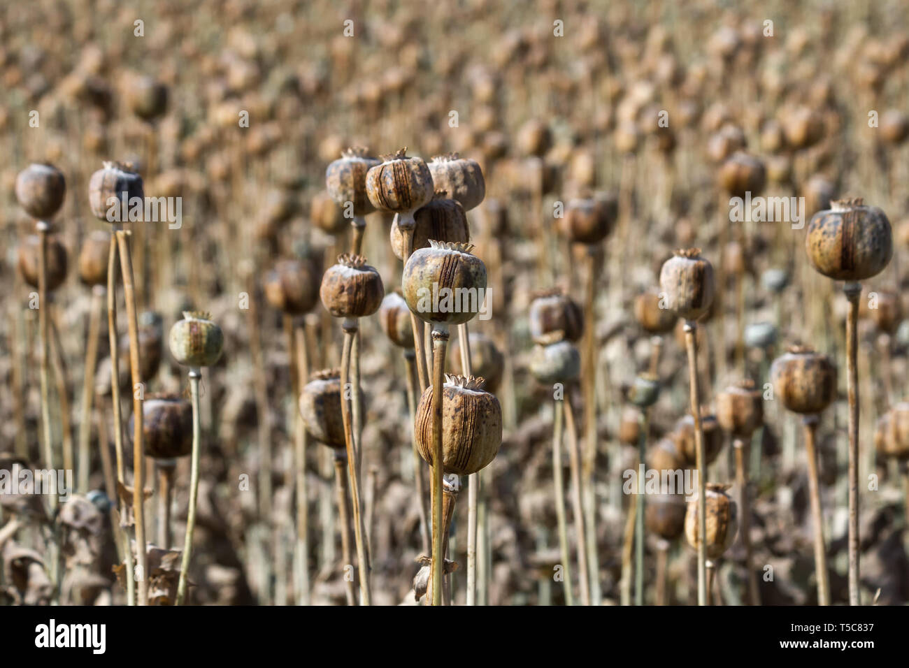 Les gousses du pavot à opium dans le temps de la récolte. La récolte pour les graines de pavot et d'opium brut, de l'Inde. Banque D'Images