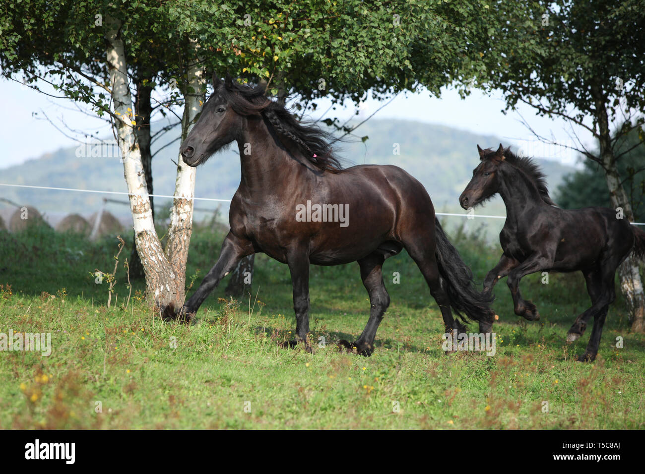 Cheval frison jument avec poulain fonctionnant en automne Banque D'Images