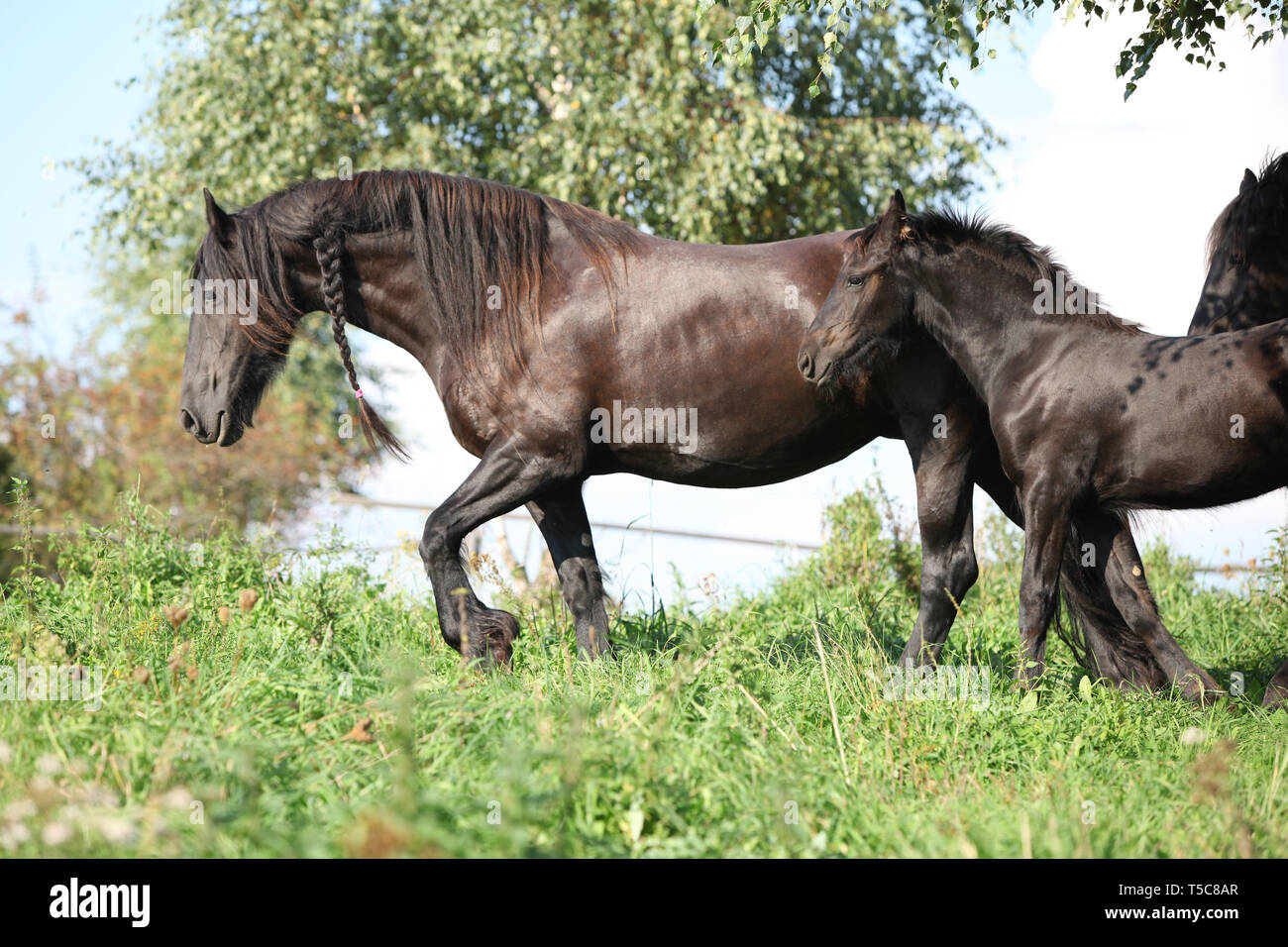 Cheval frison jument avec poulain fonctionnant en automne Banque D'Images