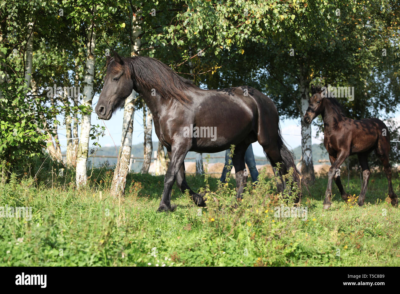 Cheval frison jument avec poulain fonctionnant en automne Banque D'Images
