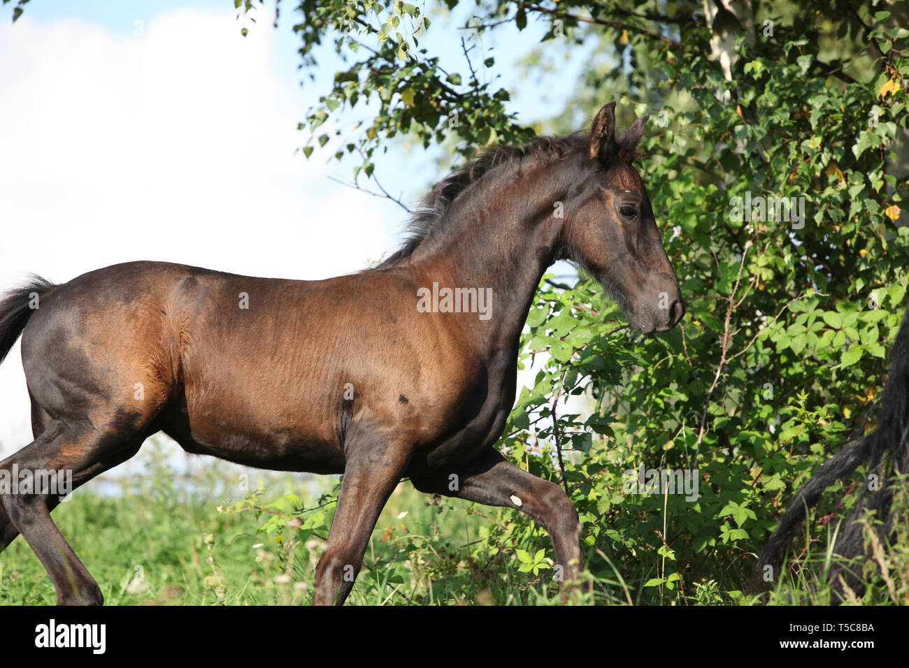 Cheval frison s'exécutant sur des pâturages en automne Banque D'Images