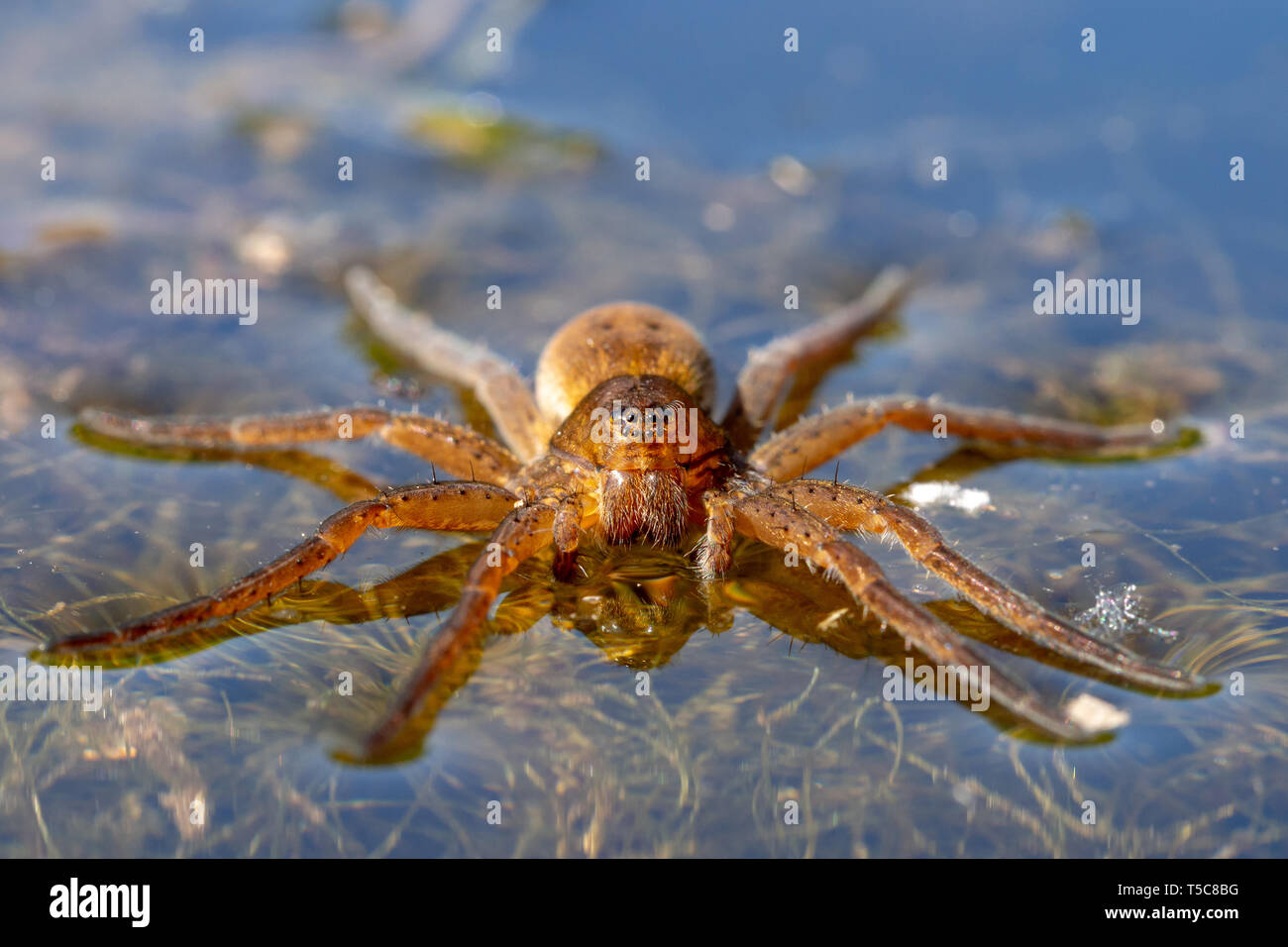 Araignée de pêche - Dolomedes sp. à la surface de l'eau Banque D'Images