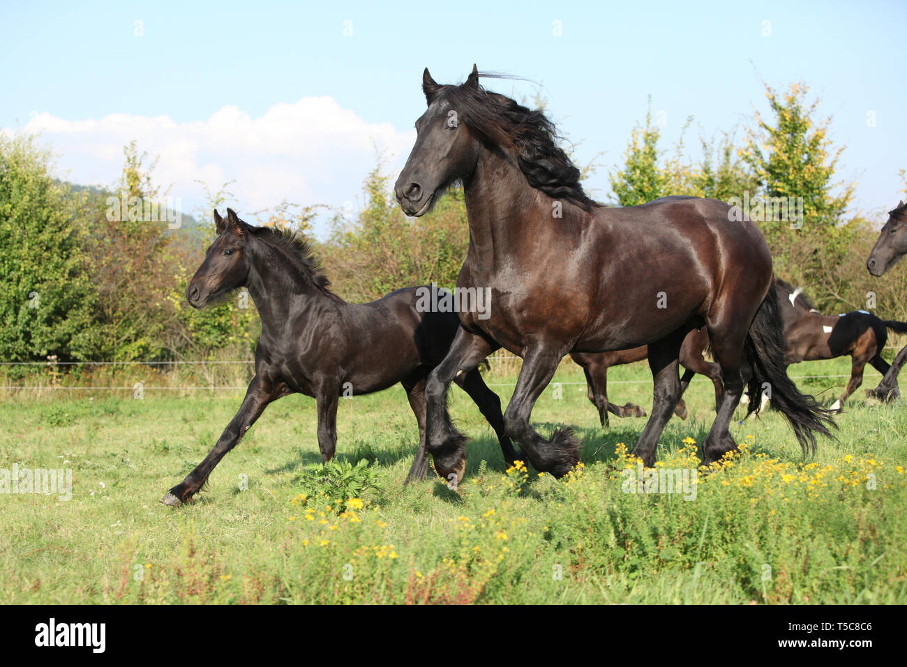 Cheval frison jument avec poulain fonctionnant en automne Banque D'Images