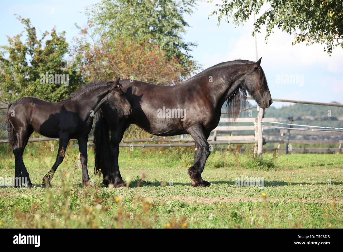 Cheval frison jument avec poulain fonctionnant en automne Banque D'Images