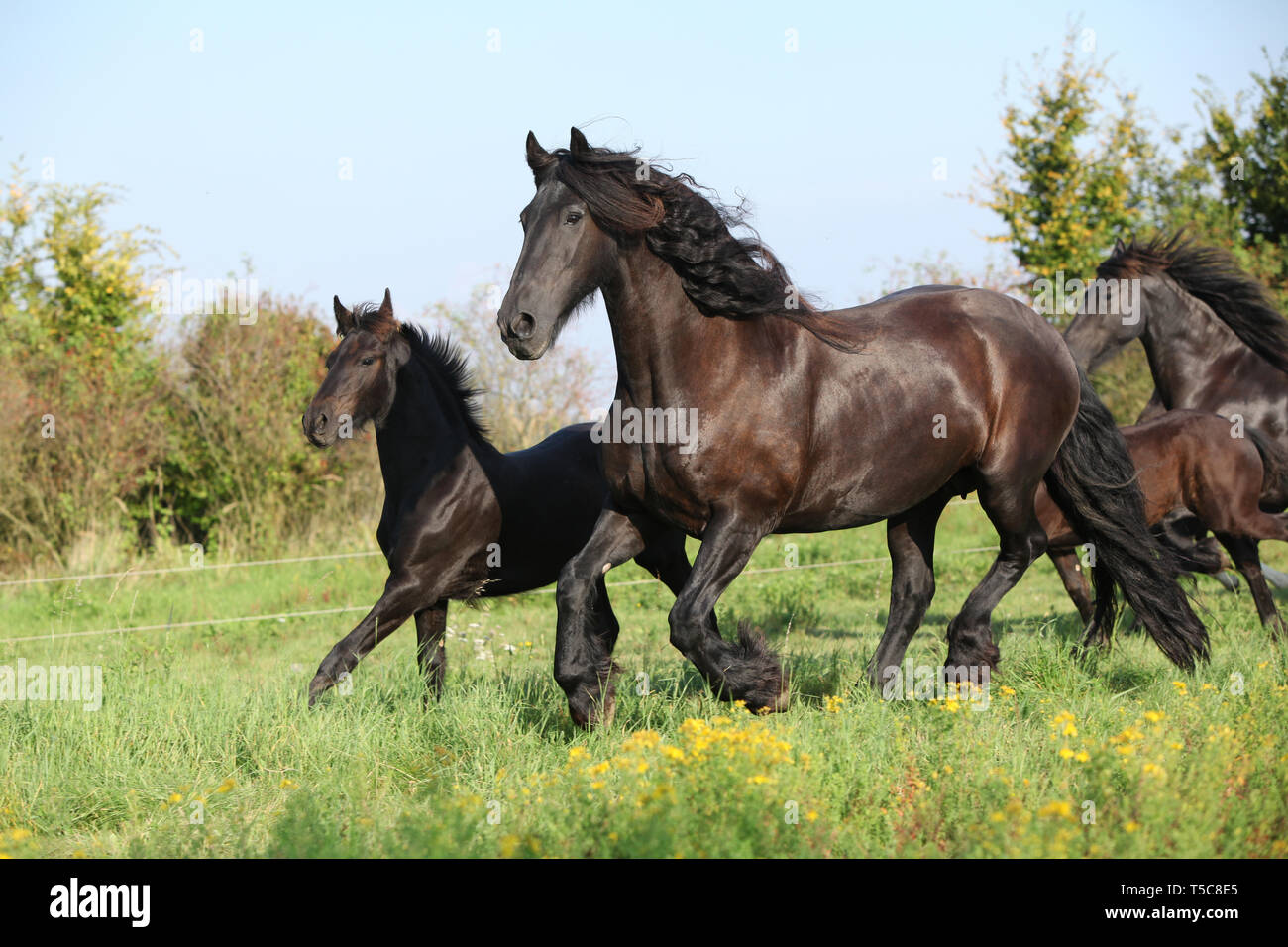 Cheval frison jument avec poulain fonctionnant en automne Banque D'Images