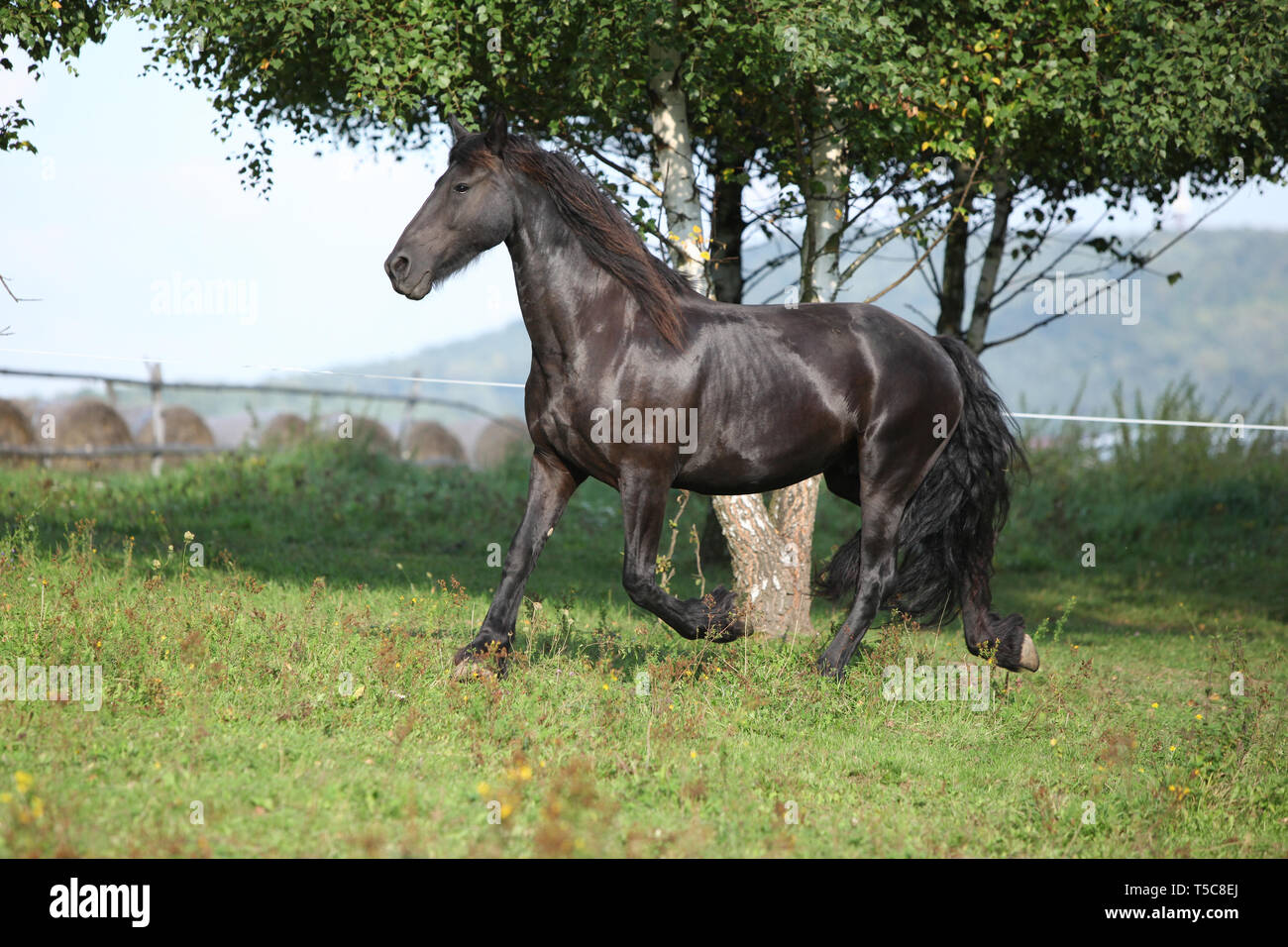 Cheval frison s'exécutant sur des pâturages en automne Banque D'Images
