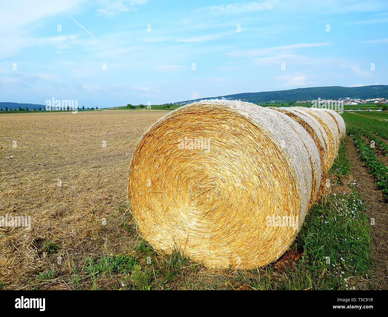 La récolte de foin sur terrain Banque D'Images
