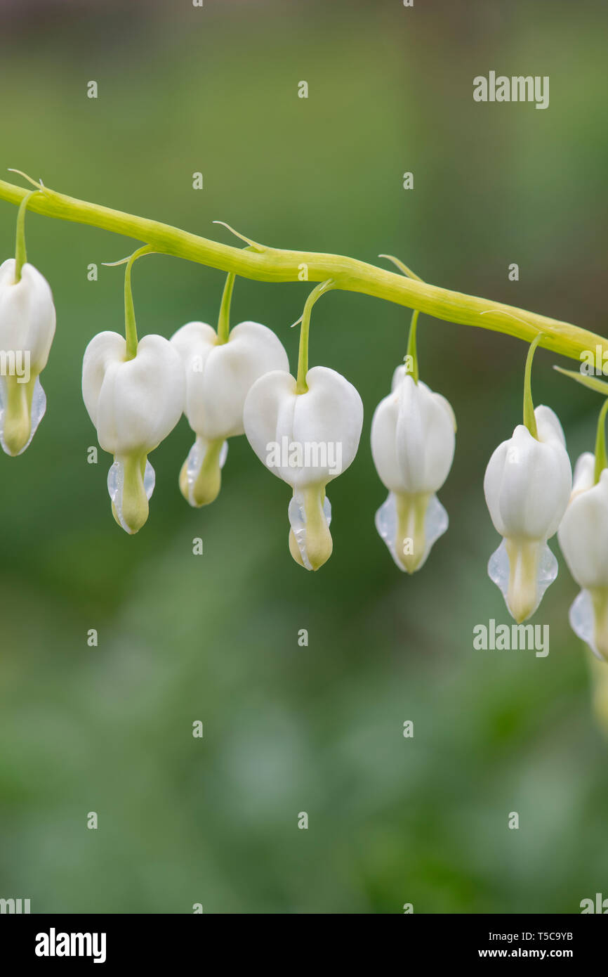 Lamprocapnos spectabilis 'Alba'. Cœurs-blanc Banque D'Images