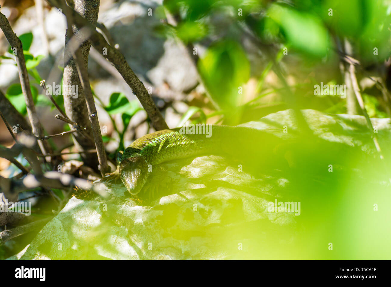 Lézard vert dans l'ombre à cazanele mari Banque D'Images