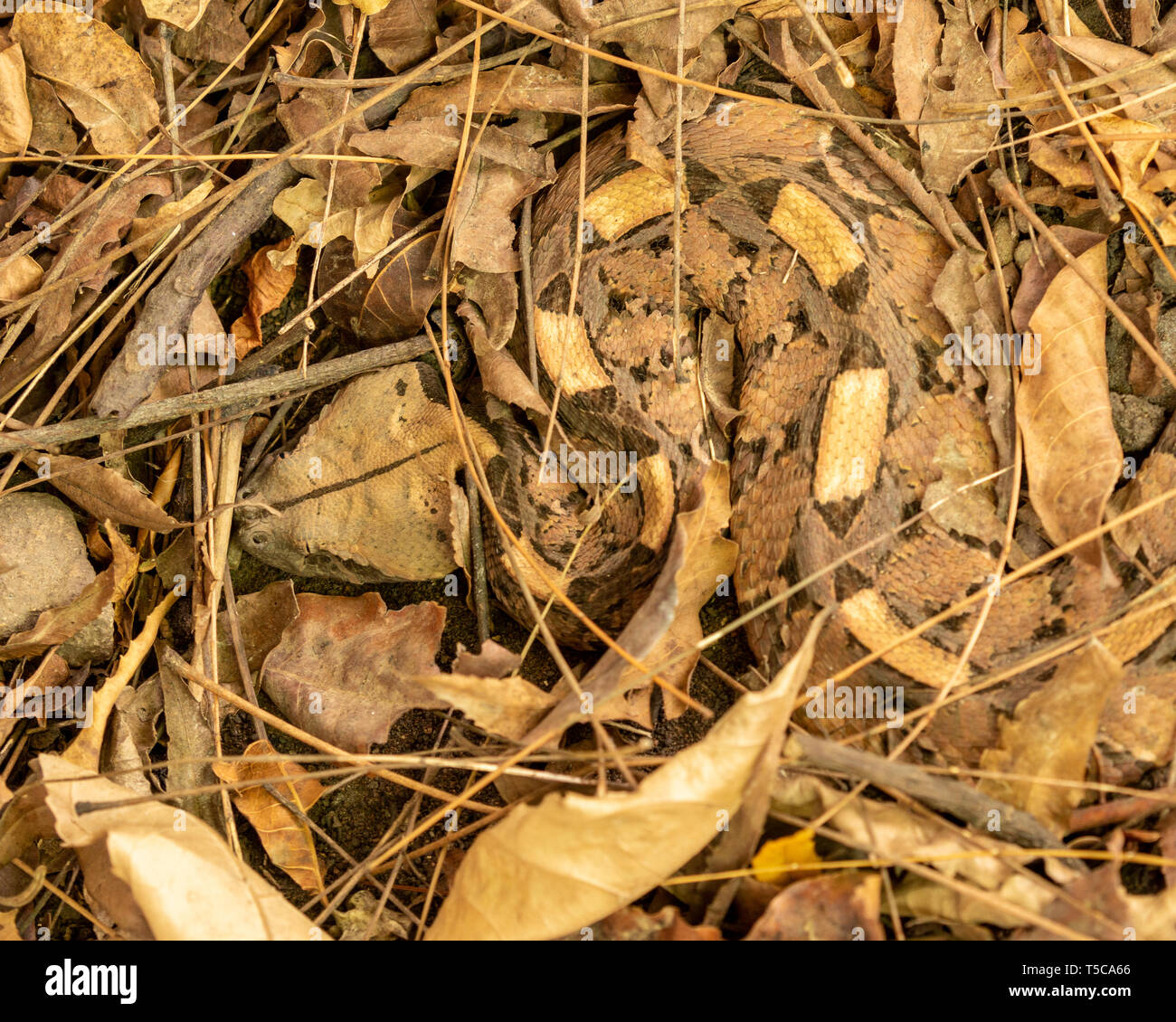 Voleur de gaboron camouflage dans la litière de feuilles Banque D'Images