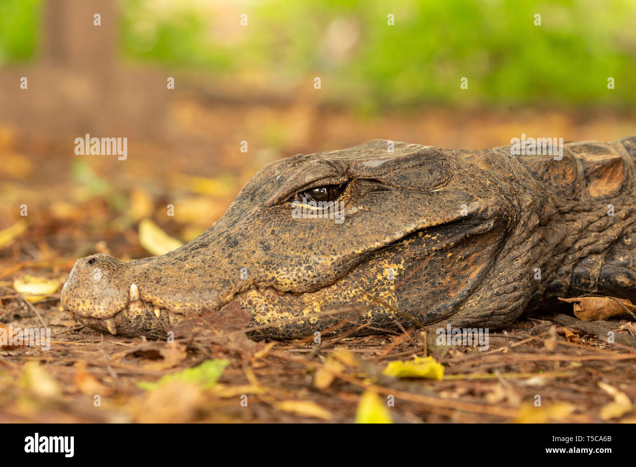 Crocodile nain d'Afrique de l'ouest portrait à l'aube Banque D'Images