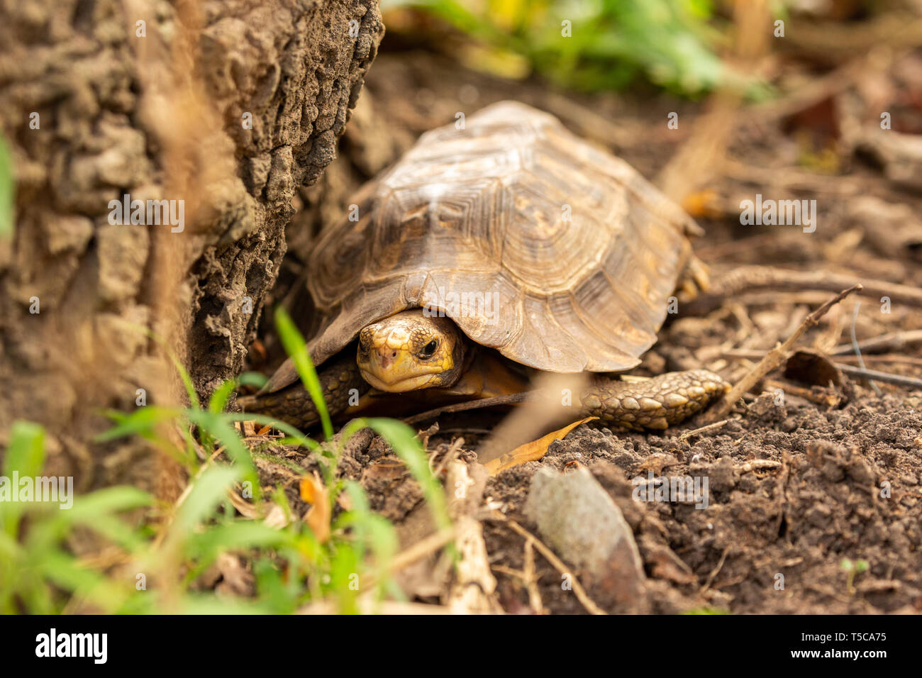 Close up de tortue Banque D'Images