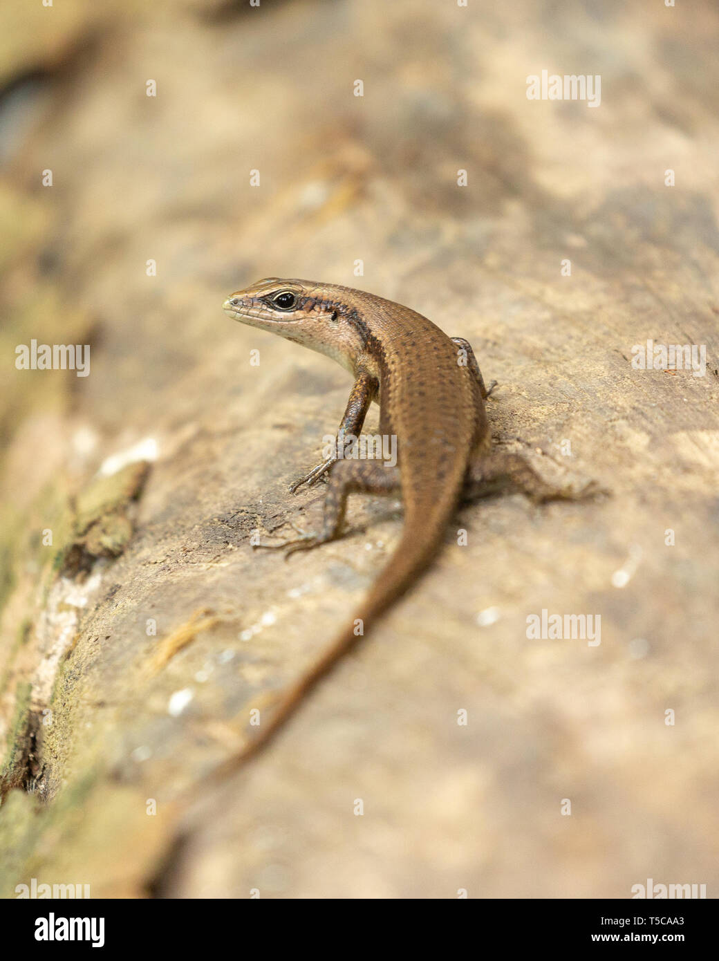 Scinque de lézard perchée sur une branche Banque D'Images