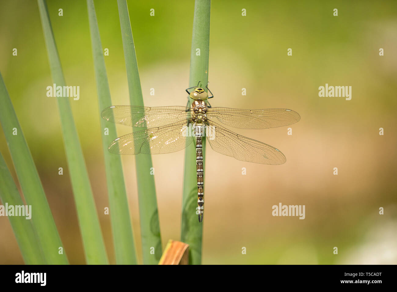 Le sud de femelle, Hawker Aeshna cyanea, libellule vient de sortir de la nymphe-cuticule en République Tchèque Banque D'Images