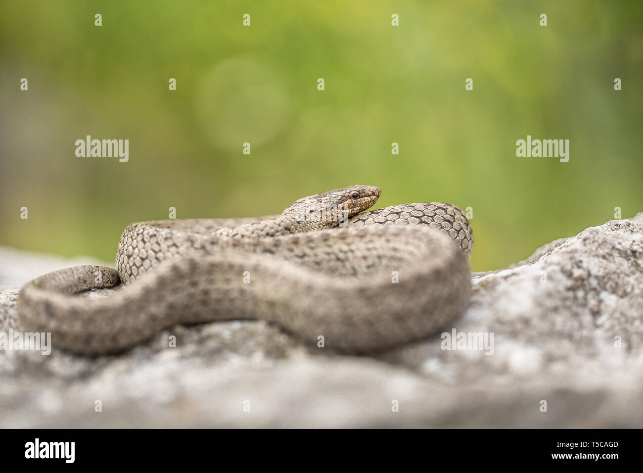 Couleuvre lisse, Coronella austriaca, en République Tchèque Banque D'Images