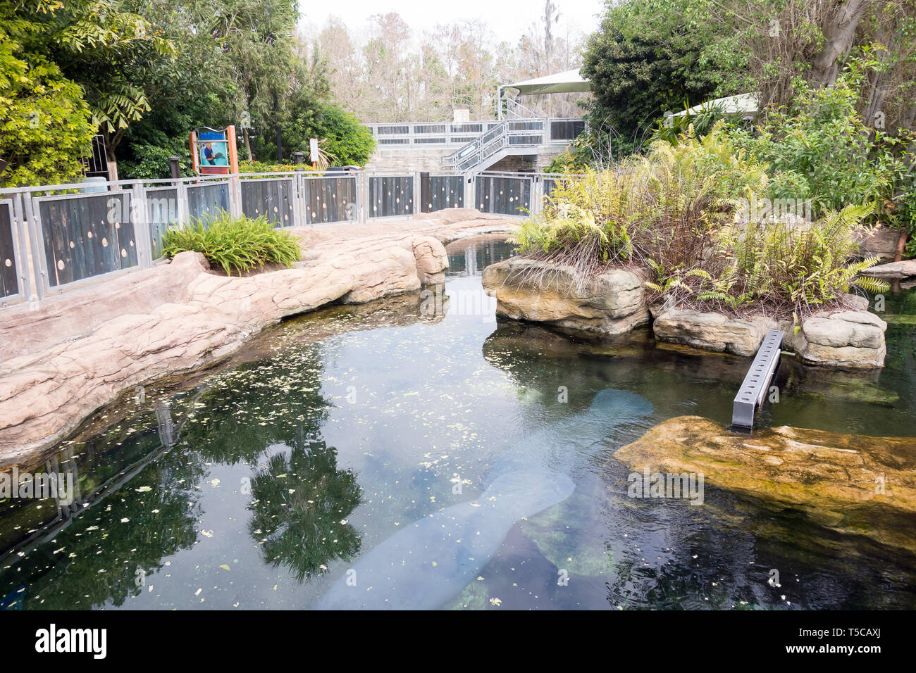 Zone protégée pour Rehabilititation lamantins en Floride à Orlando, Seaworld lamantins. Banque D'Images