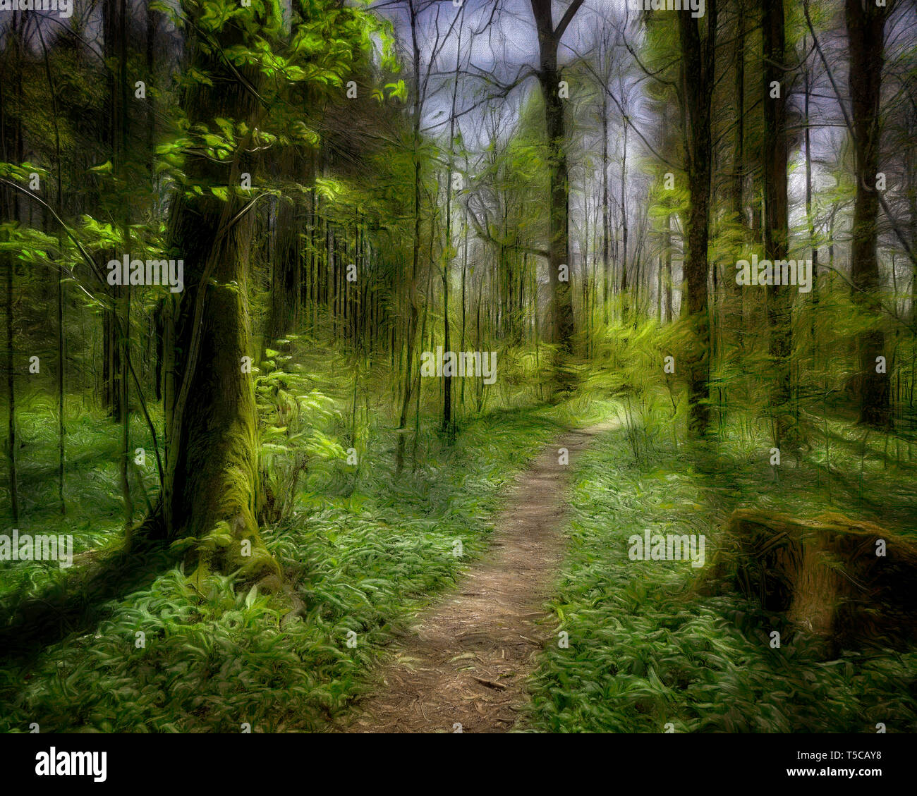 L'art numérique : la voie de l'Illumination (forêt à Lenggries, Bavière, Allemagne) Banque D'Images