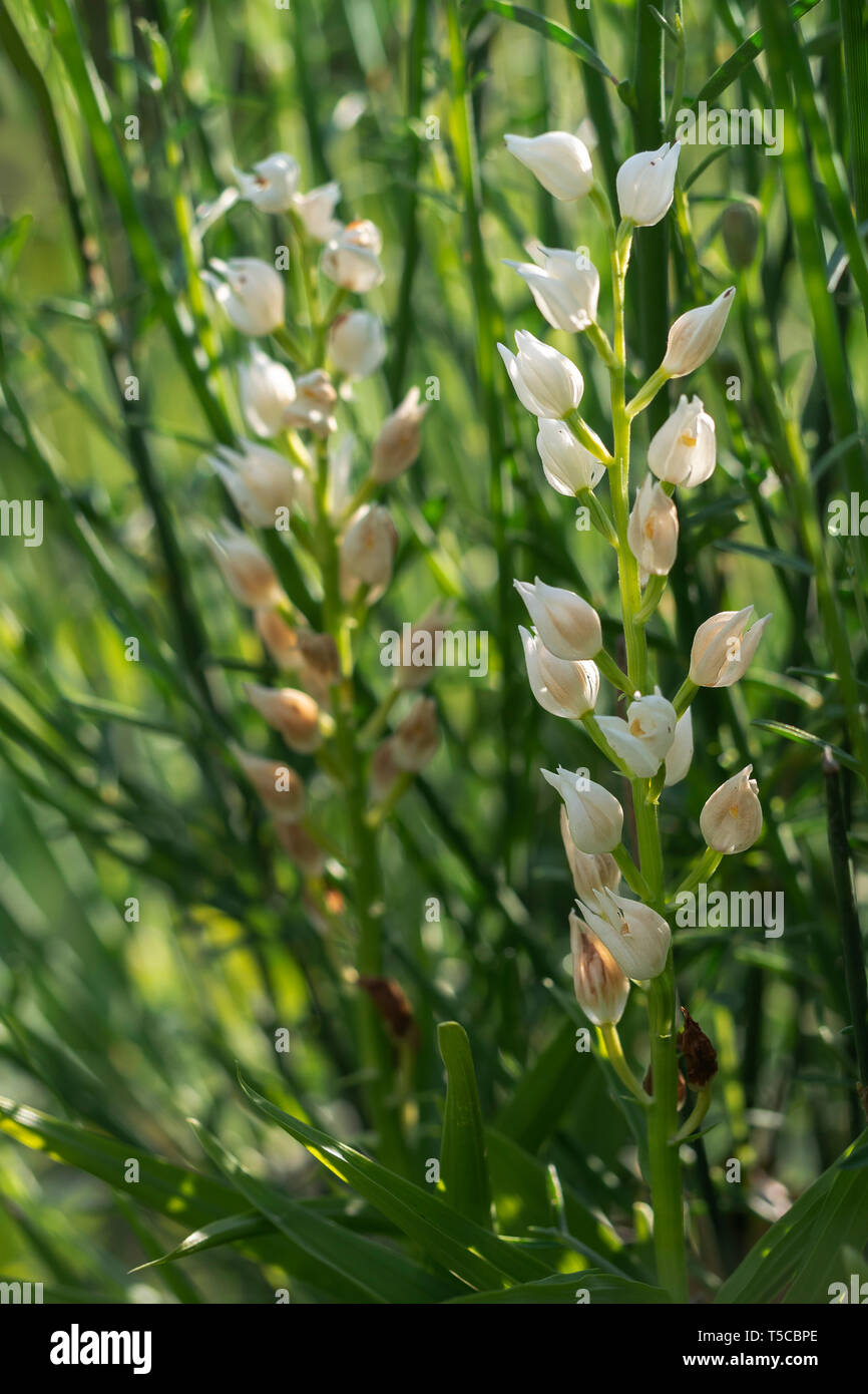 Cephalanthère à feuilles étroites aka Sword,Cephalanthera longifolia Cephalanthère à feuilles. En contre-jour soleil du soir. Banque D'Images