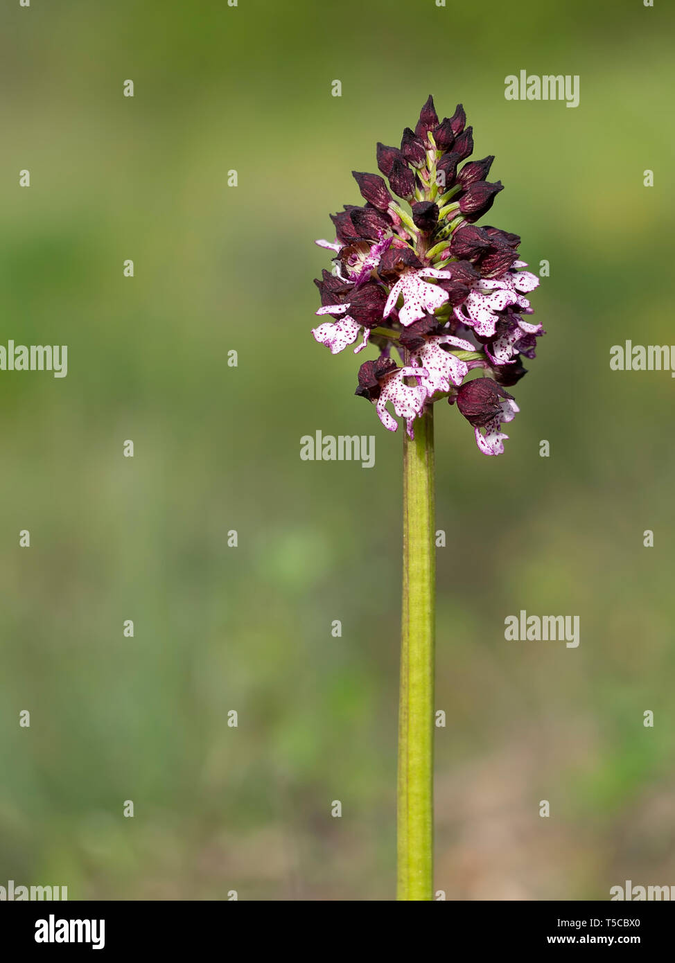 Orchis purpurea fleur, violet orchidée sauvage. Alias orchidée. Banque D'Images