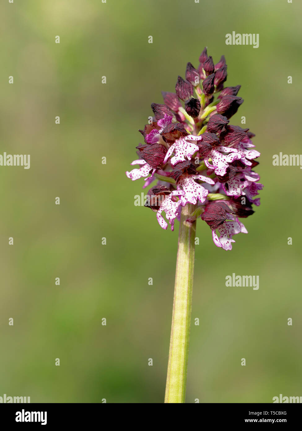 Orchis purpurea fleur, violet orchidée sauvage. Alias orchidée. Banque D'Images